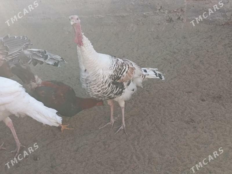 induk - Гумдаг - img 4