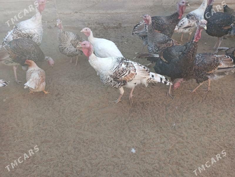 induk - Гумдаг - img 5