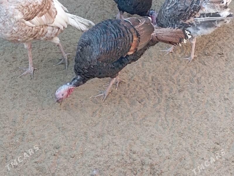 induk - Гумдаг - img 7