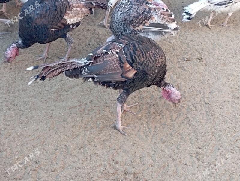 induk - Гумдаг - img 8