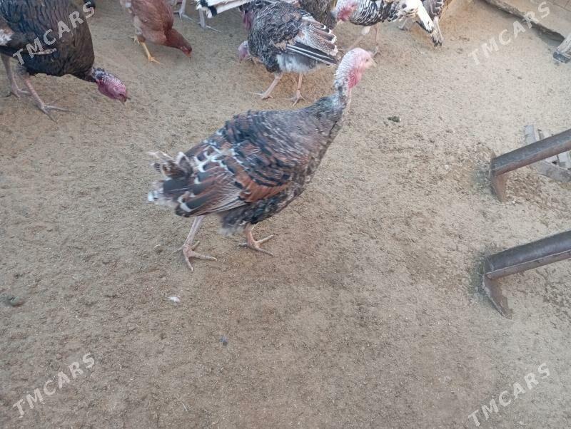 induk - Гумдаг - img 9