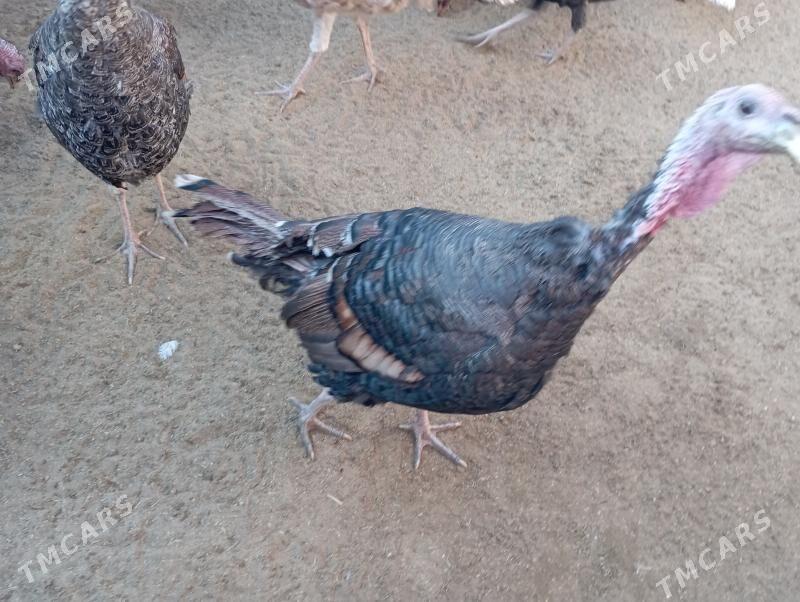 induk - Гумдаг - img 10