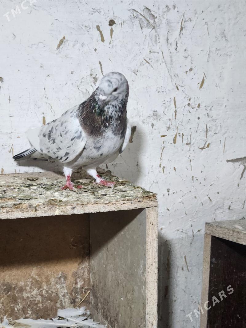 kepderi - Çoganly - img 2