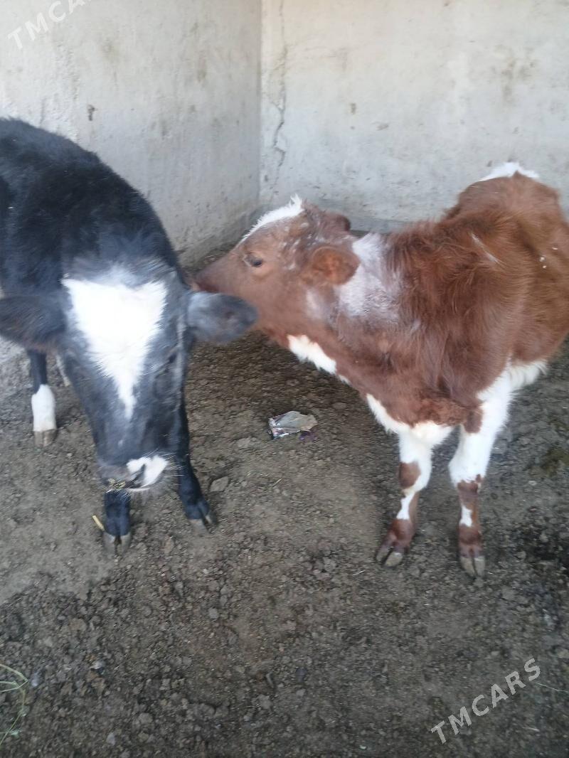 Okuz - Ýalkym - img 2