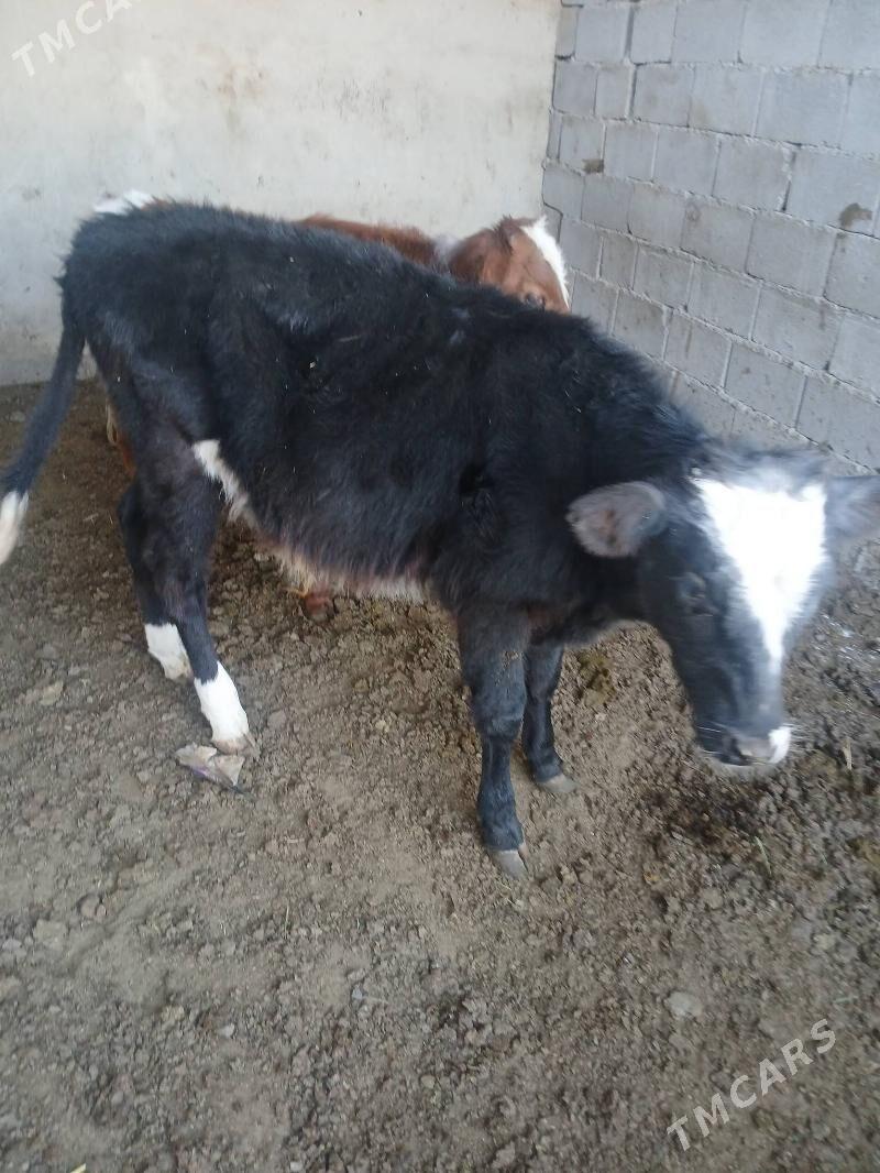 Okuz - Ýalkym - img 6