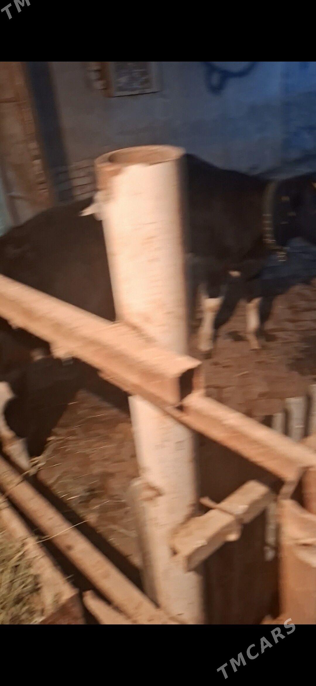 Ala öküzçe - Ýolöten - img 2