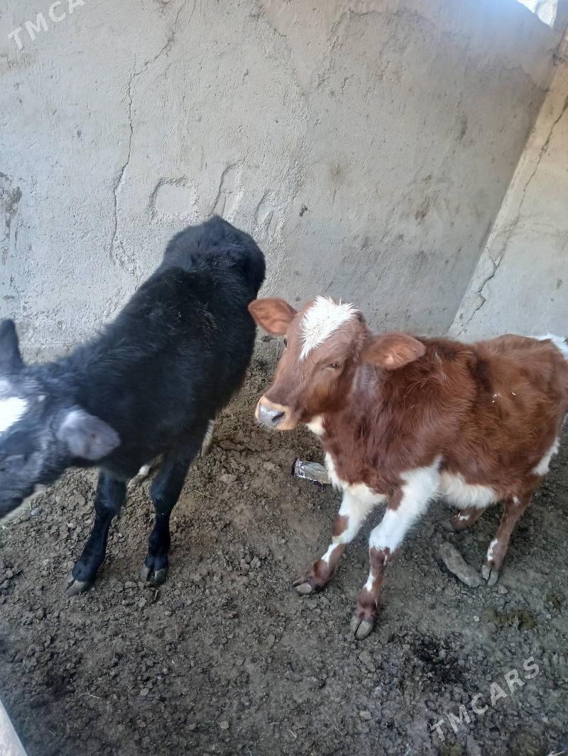 Okuz - Ýalkym - img 3