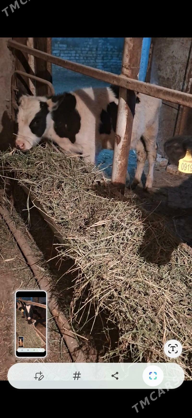 Ala öküzçe - Ýolöten - img 3