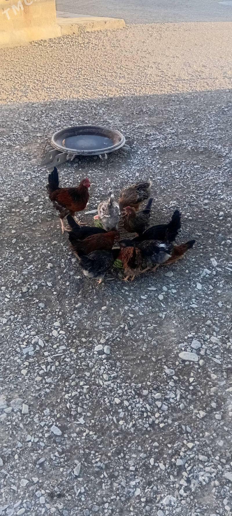 Juyje - Гызыларбат - img 3