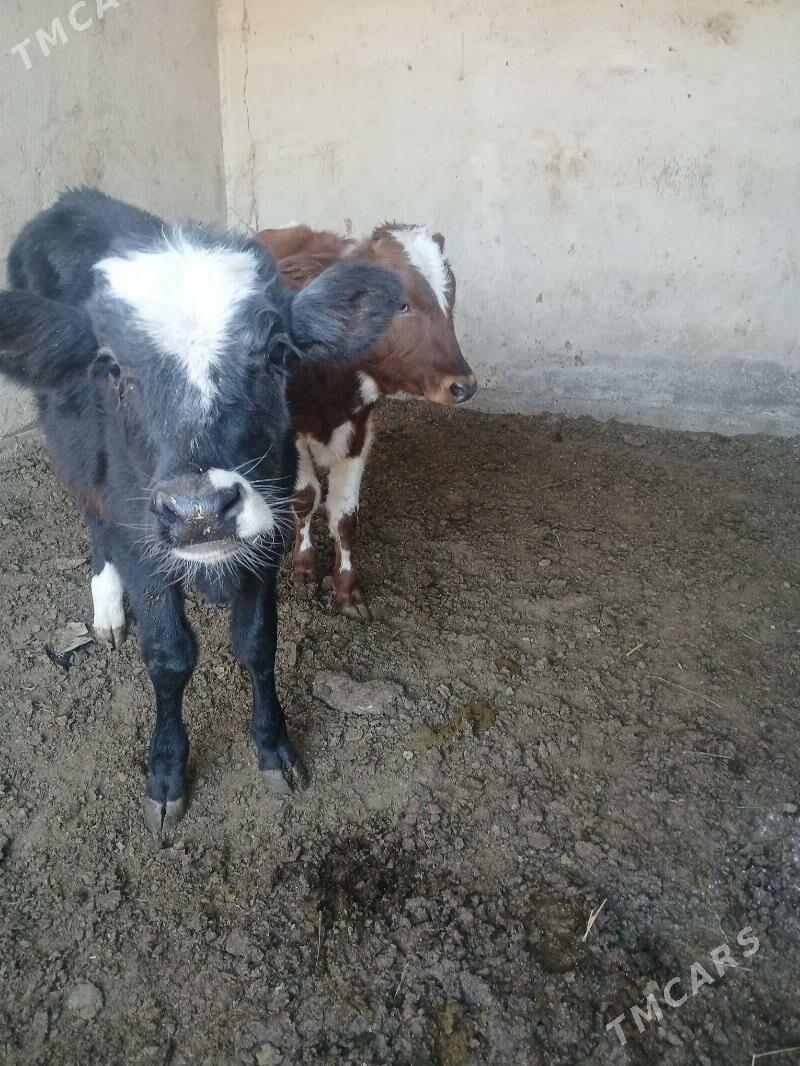 Okuz - Ýalkym - img 5