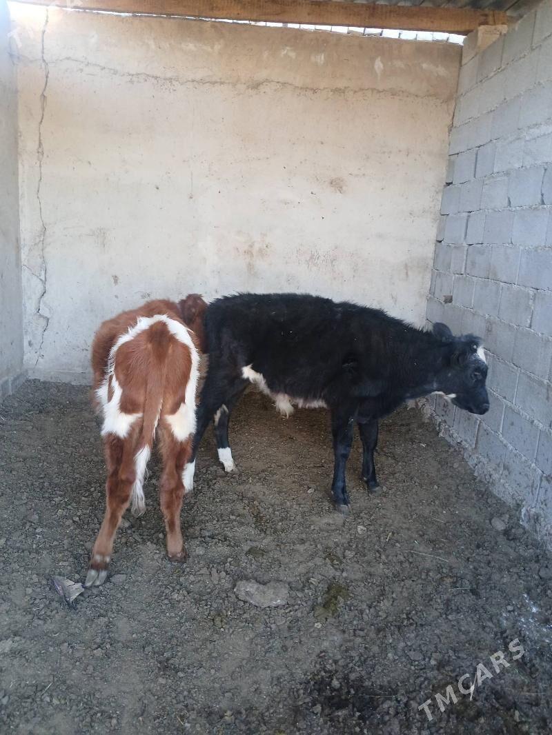 Okuz - Ýalkym - img 4