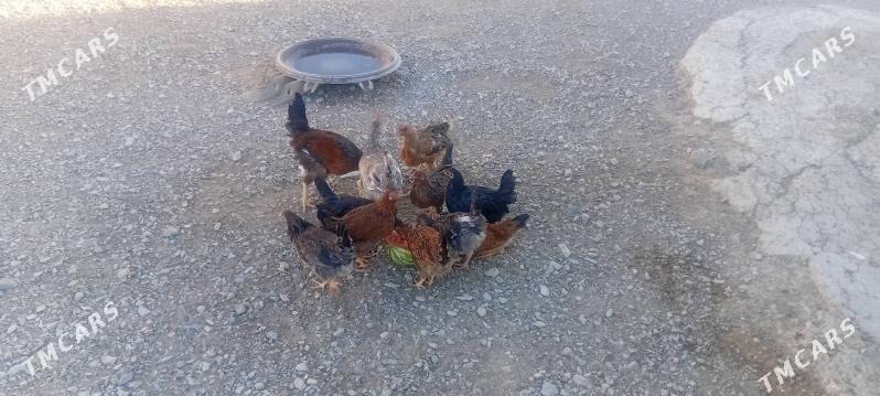 Juyje - Гызыларбат - img 2