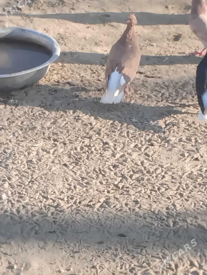 kepderi - Mary - img 5