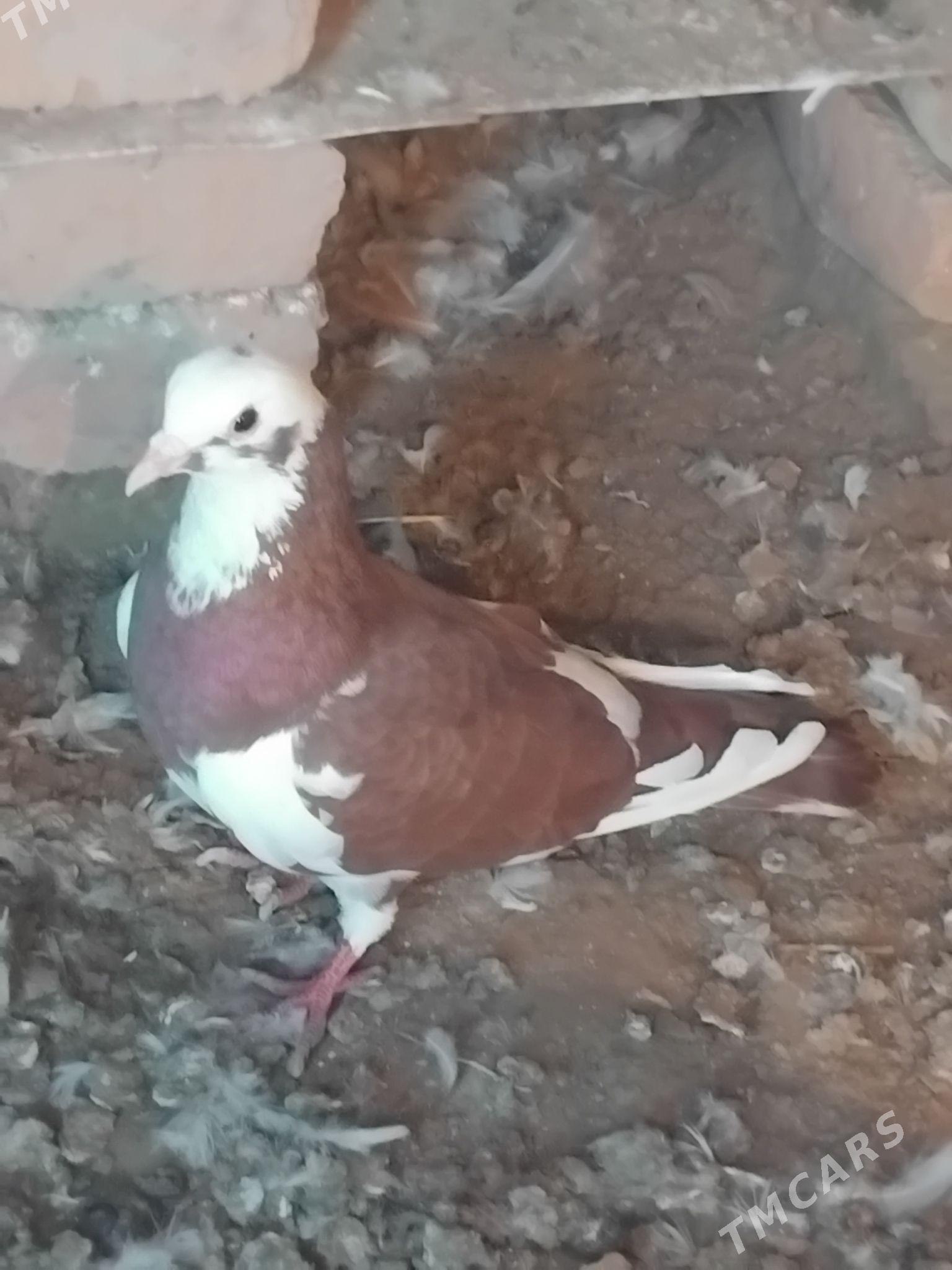 kepderi - Mary - img 2