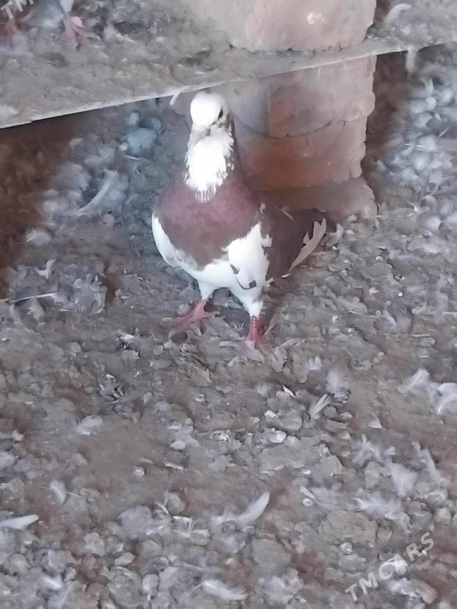 kepderi - Mary - img 3