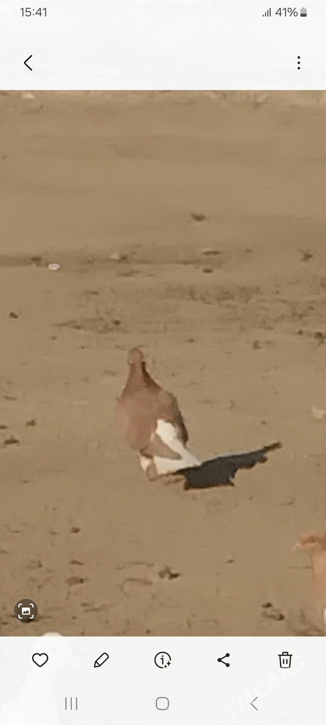 kepderi - Mary - img 6