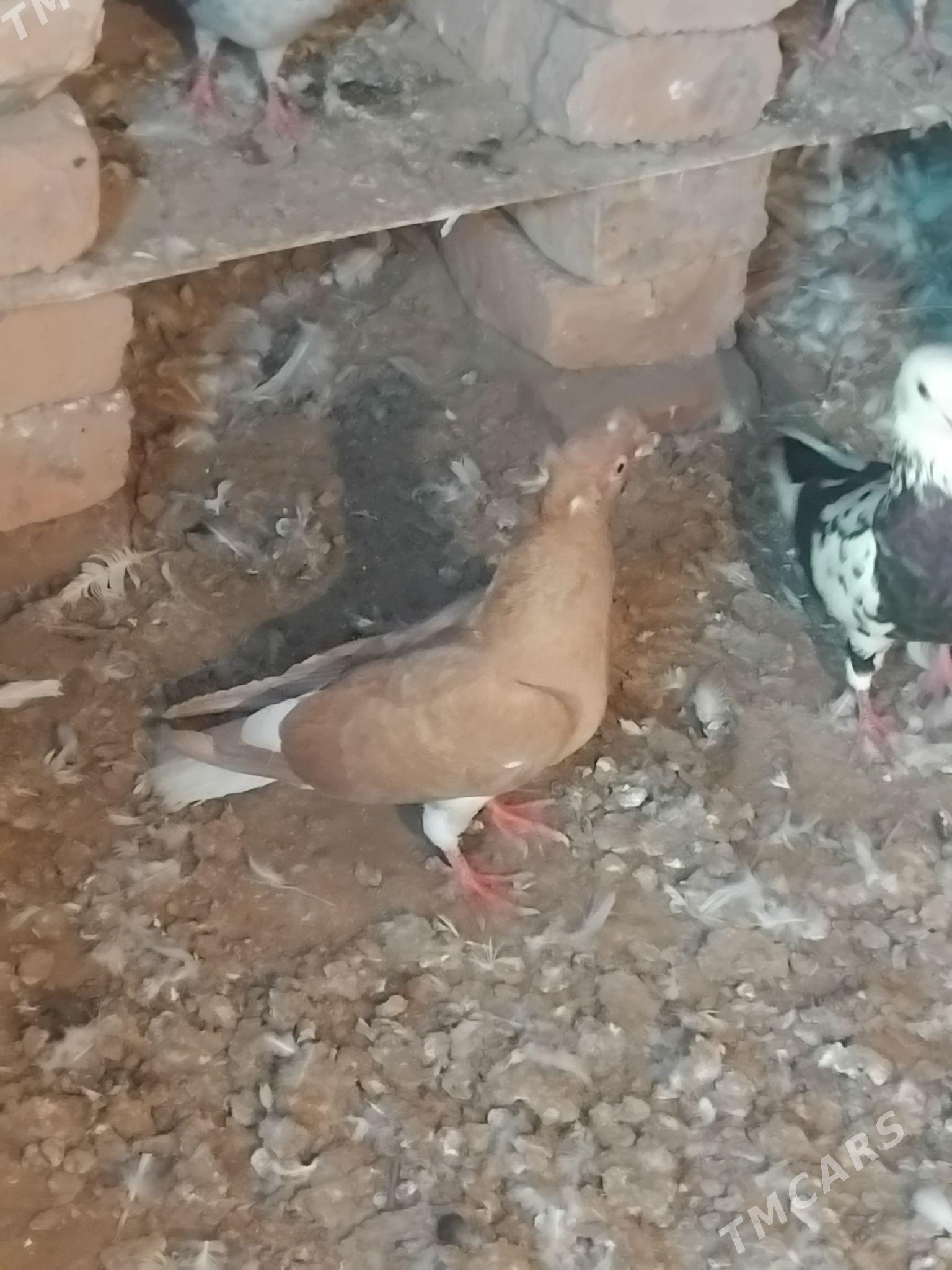 kepderi - Mary - img 4