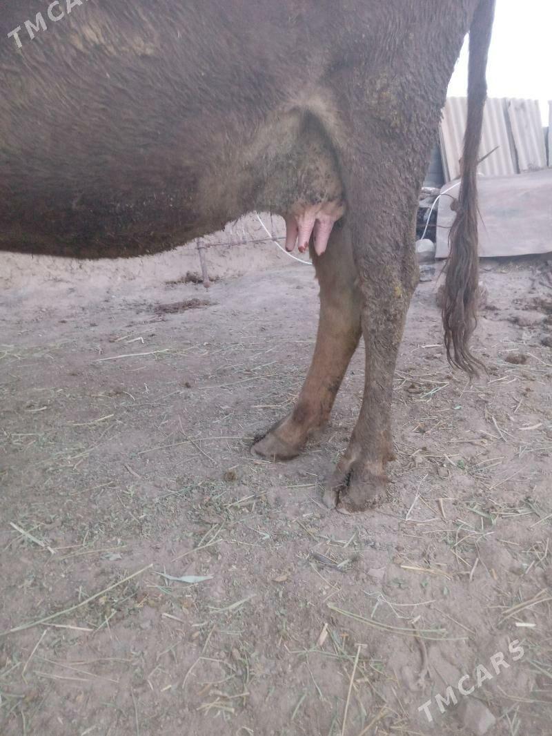 sygyr - Gyzylarbat - img 3