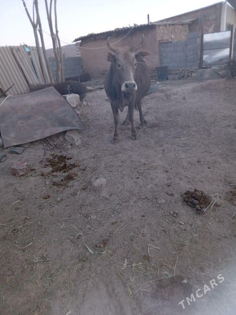 sygyr - Gyzylarbat - img 2