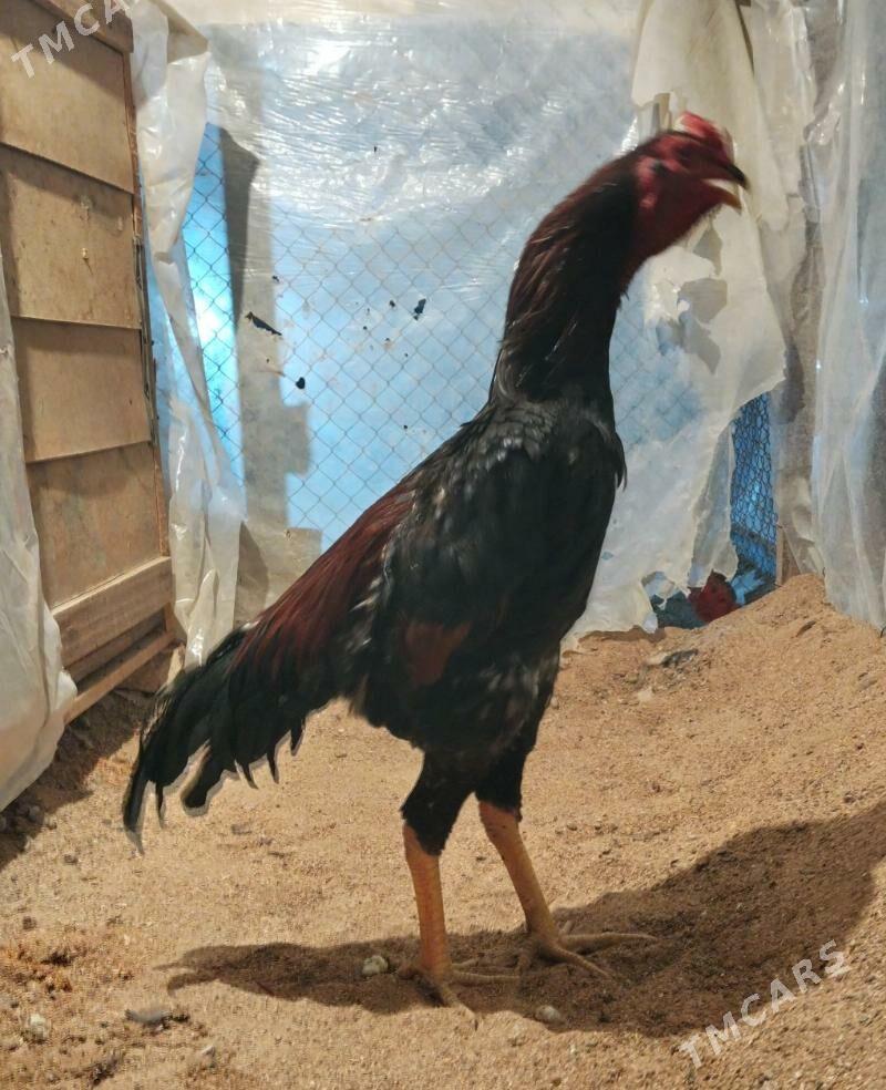 Tasgent - Бедев - img 3