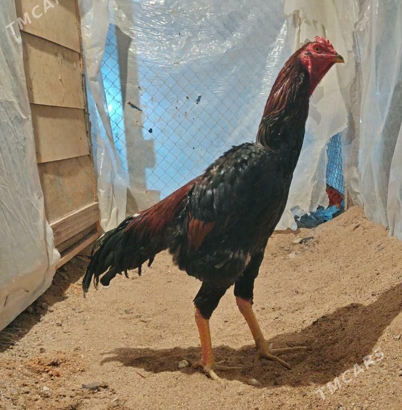 Tasgent - Бедев - img 2