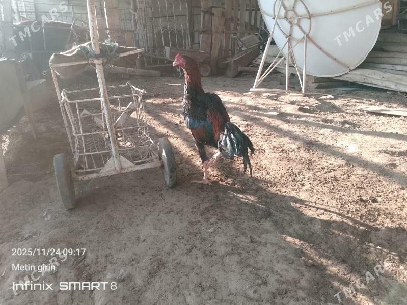 baýes - Мары - img 3