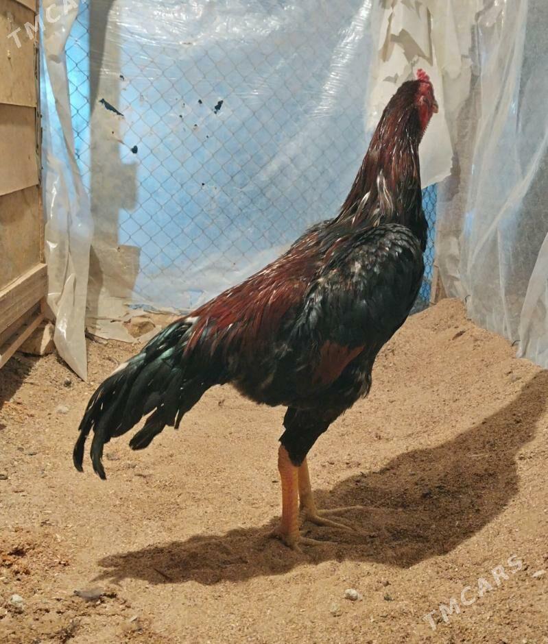 Tasgent - Бедев - img 4