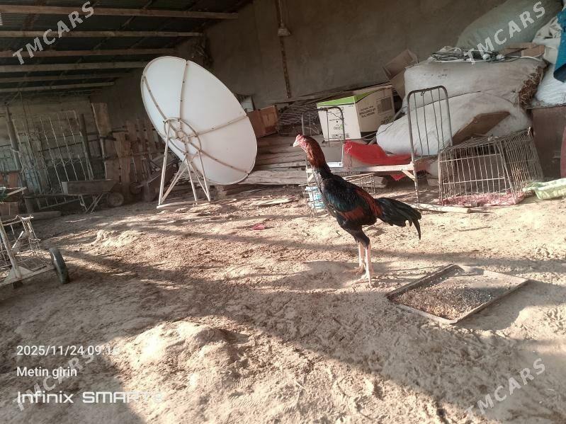 baýes - Мары - img 2