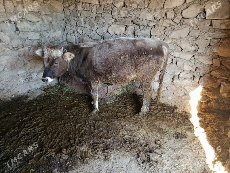 öküz - Bäherden - img 2