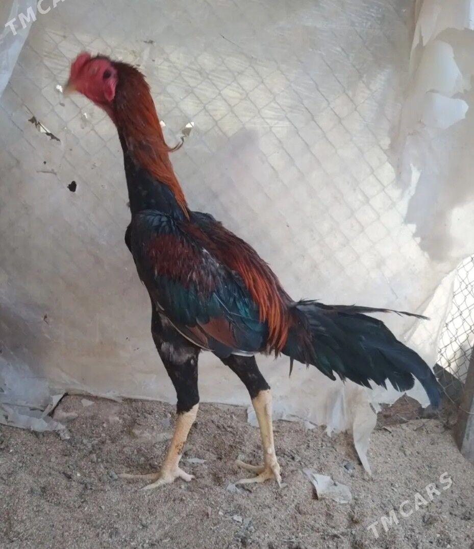 Tasgent - Бедев - img 3