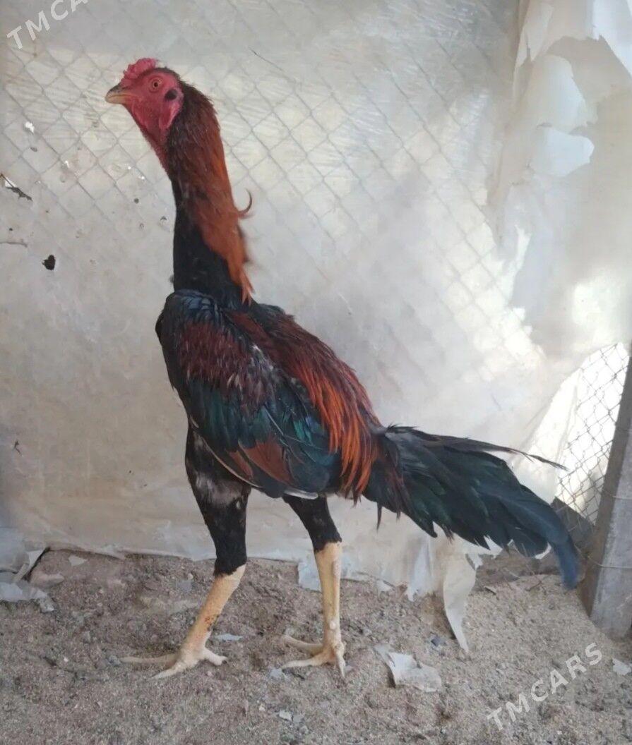 Tasgent - Бедев - img 1