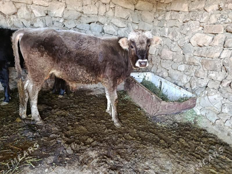 öküz - Bäherden - img 3