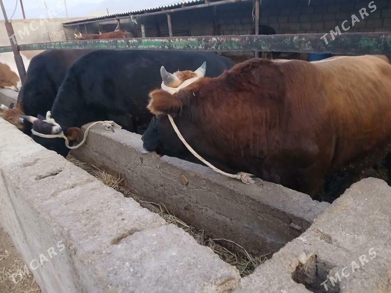 окузлер - Балканабат - img 5