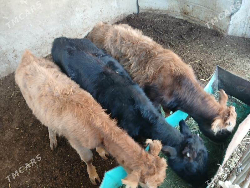 окузлер - Балканабат - img 2