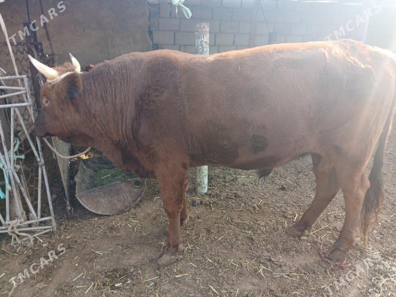 окузлер - Балканабат - img 4