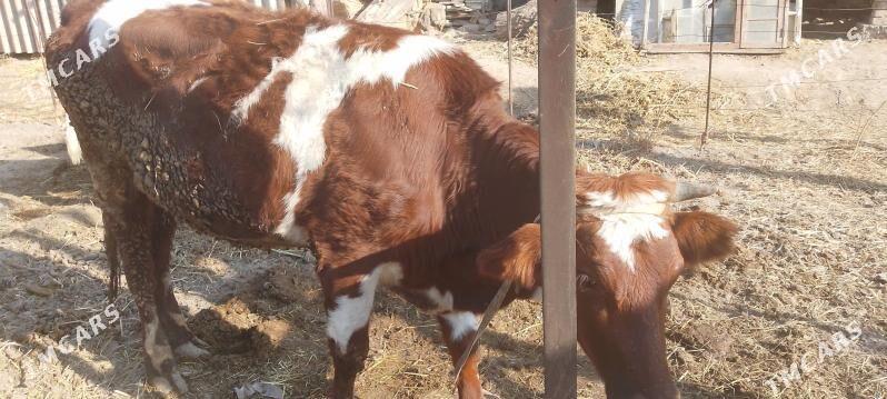 sygyr - Türkmenabat - img 2