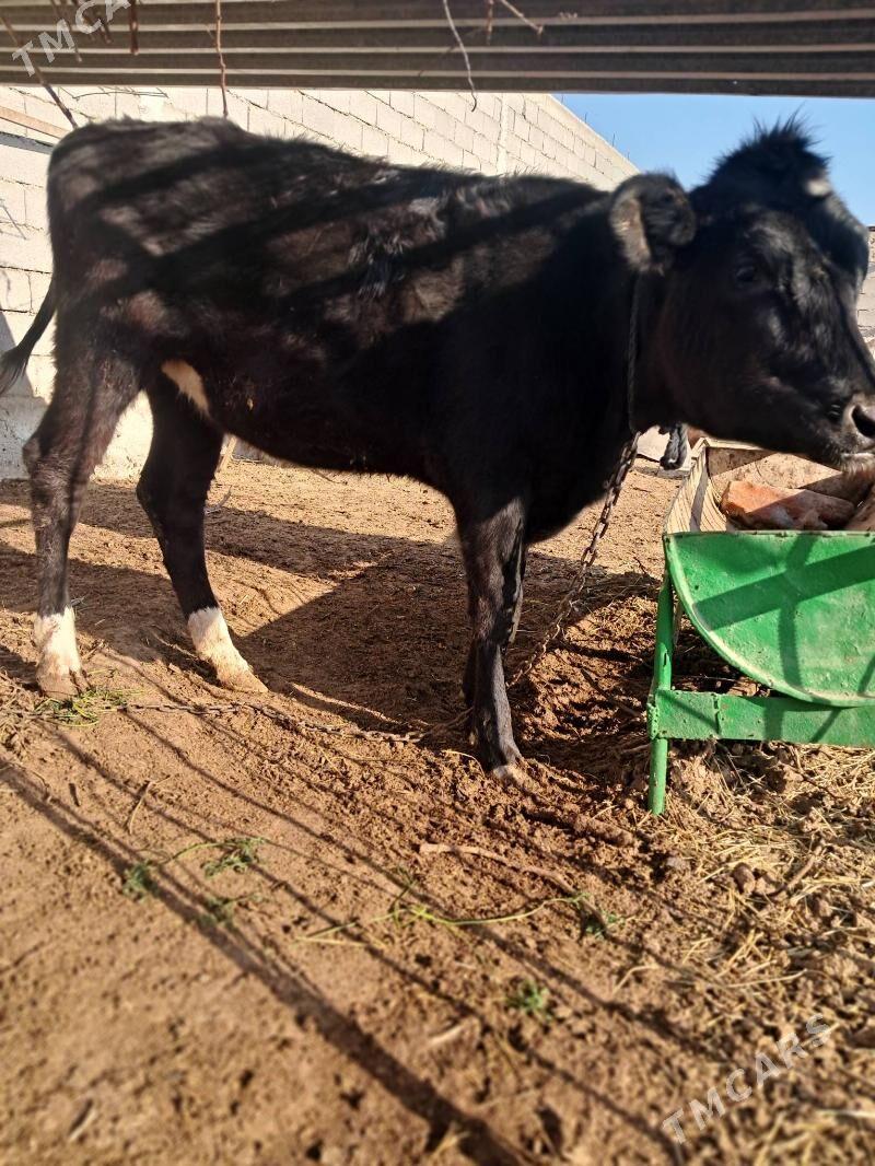 tuwe corni piyostra - Херрикгала - img 3