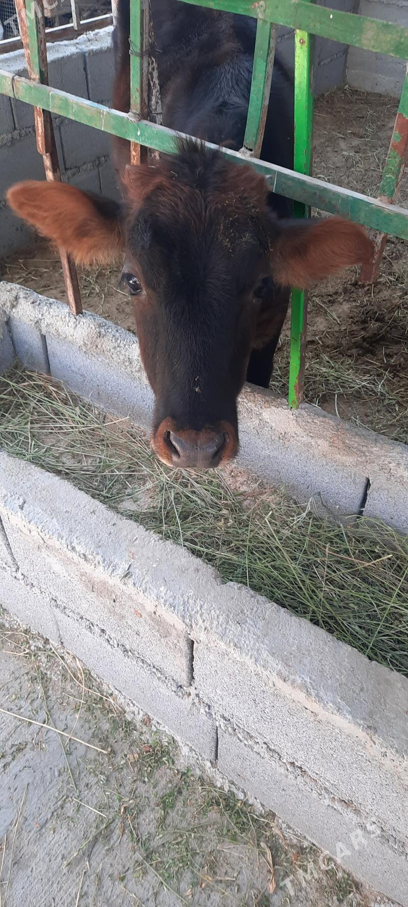 tuwe - Aşgabat - img 2