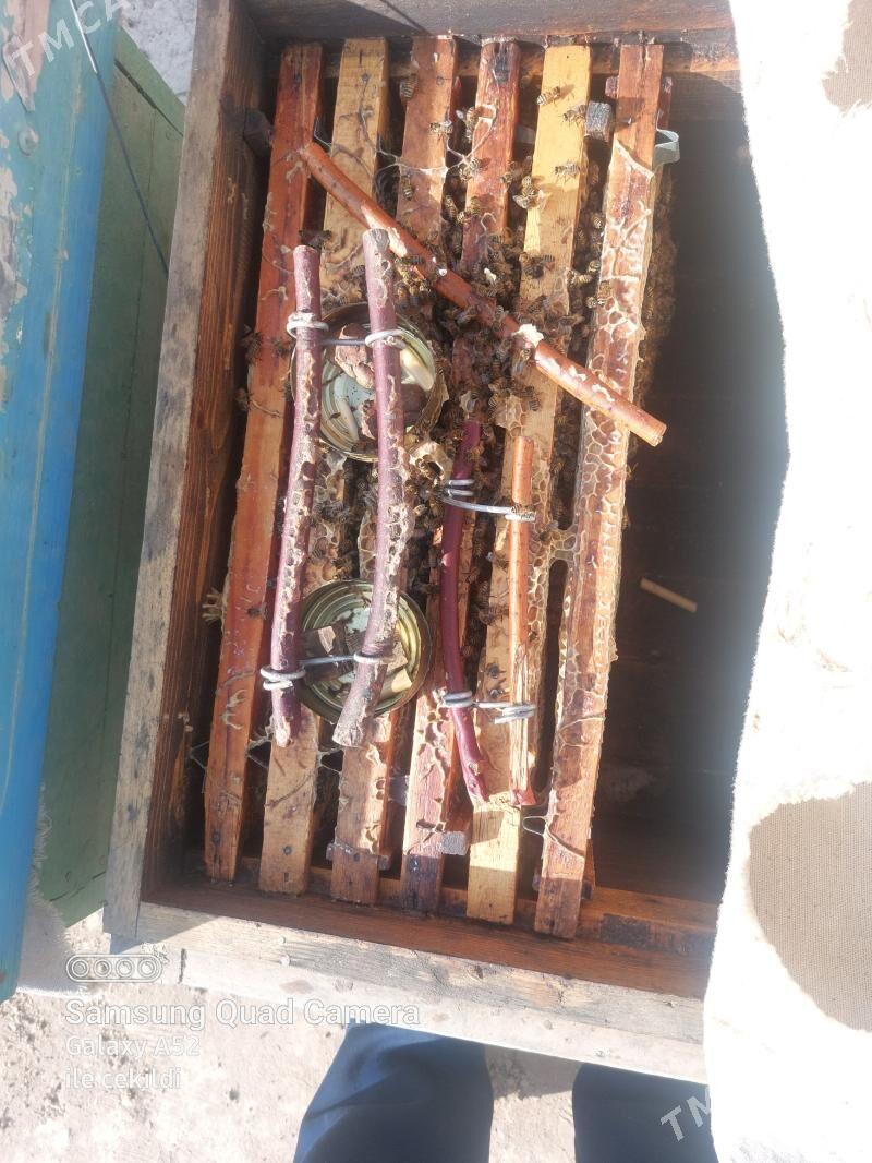 ary - Halaç - img 1