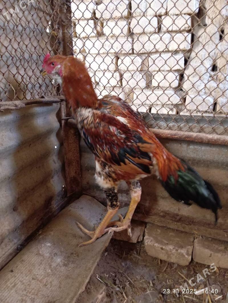 TASGENT HORAZ - Murgap - img 5