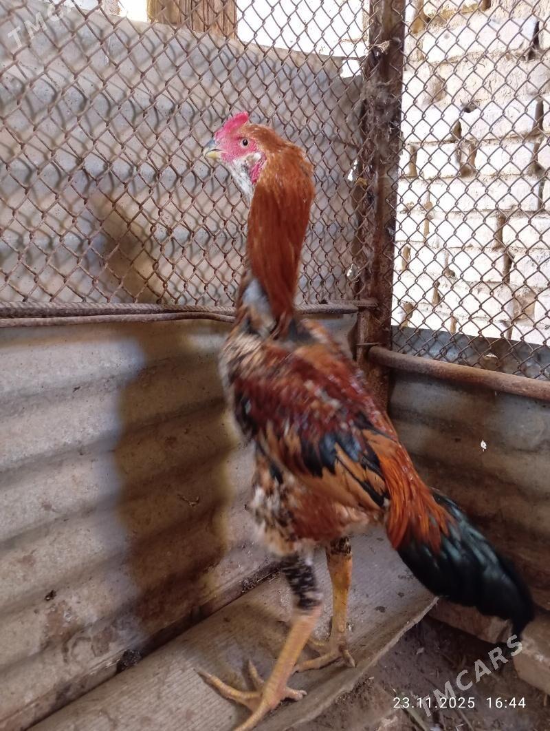 TASGENT HORAZ - Murgap - img 4