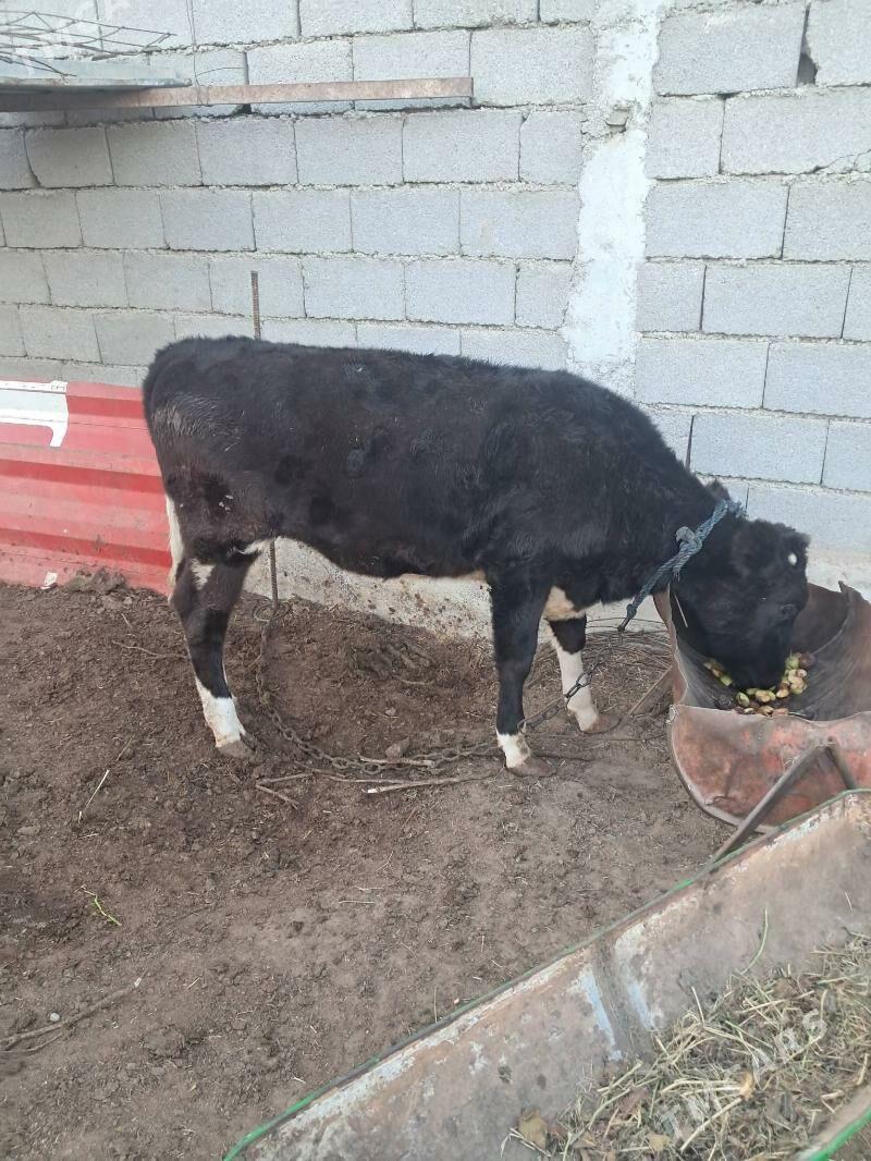 tuwe corni piyostra - Херрикгала - img 1