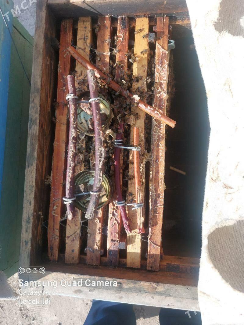 ary - Halaç - img 2