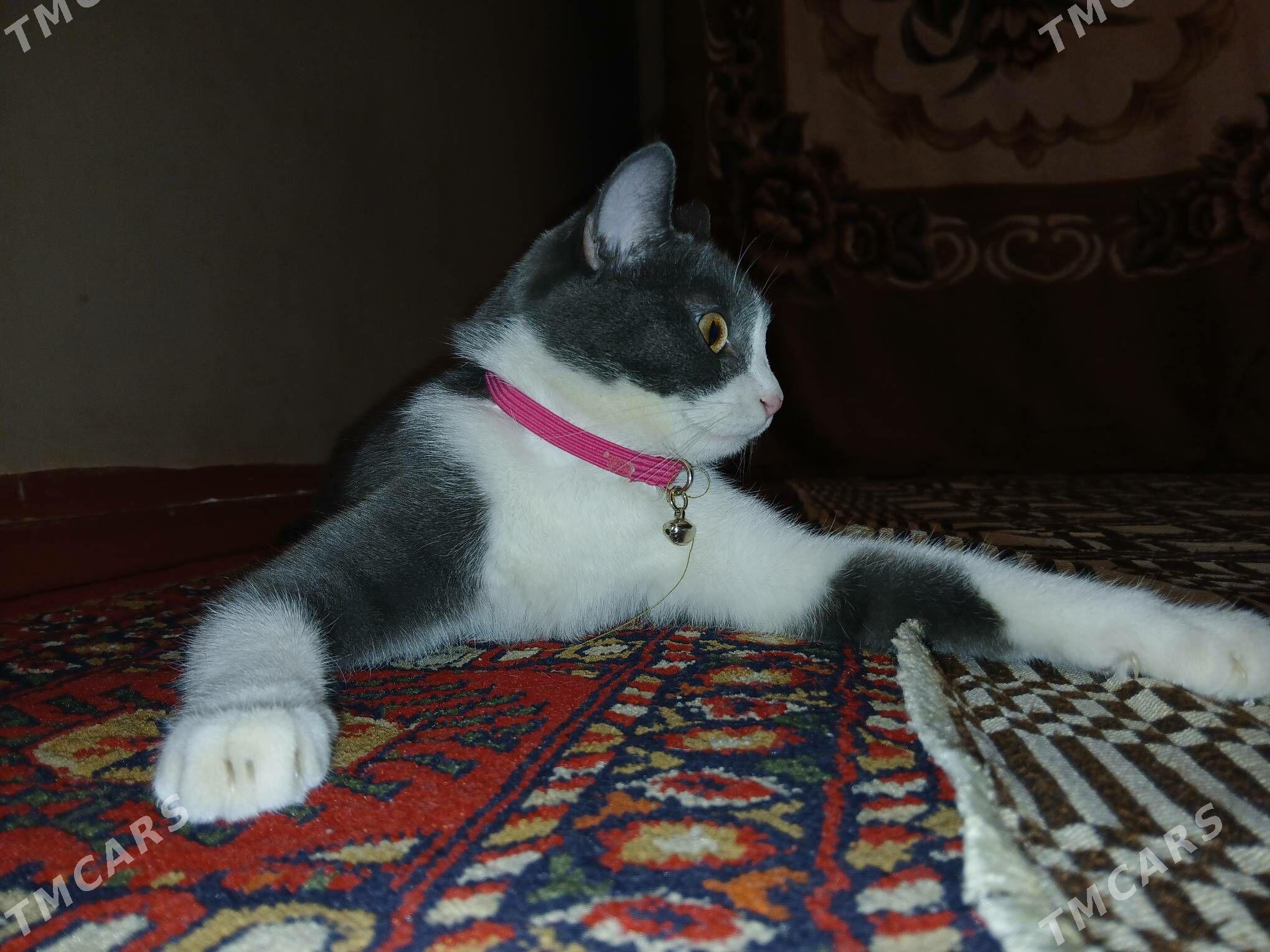 oy pisigi - Daşoguz - img 2