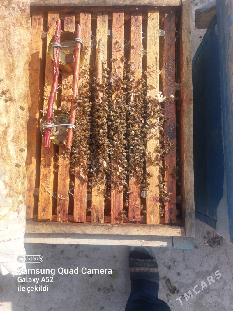 ary - Halaç - img 3