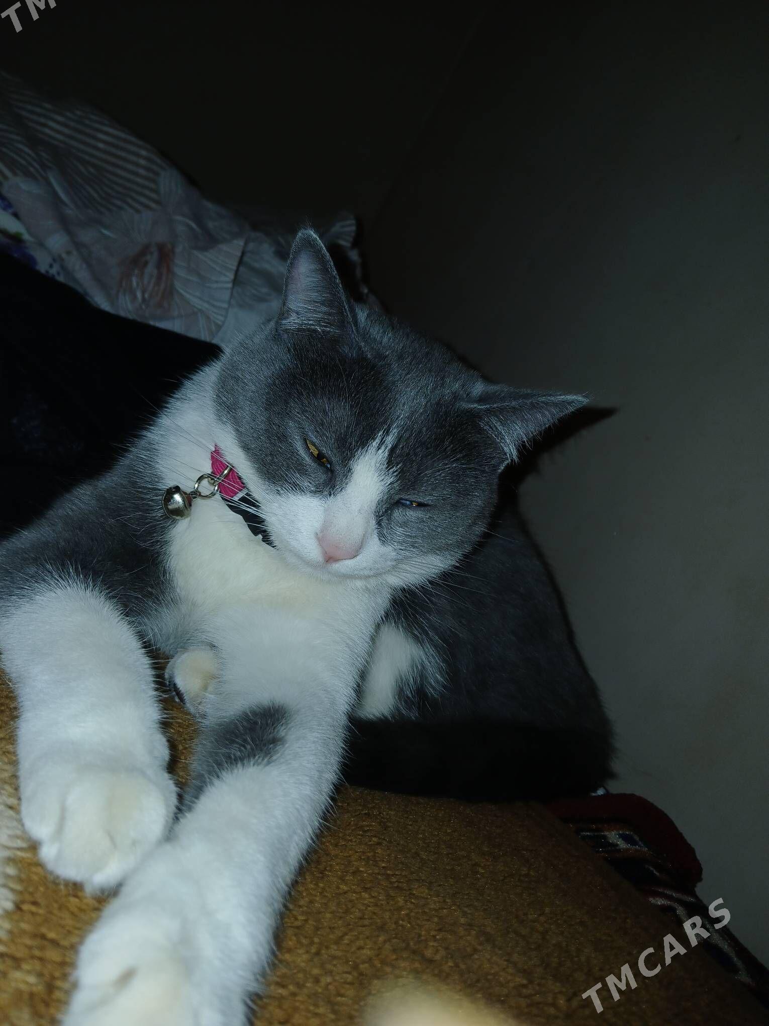 oy pisigi - Daşoguz - img 3