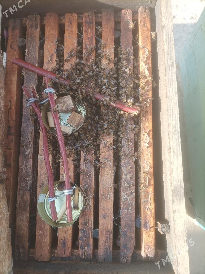 ary - Halaç - img 4