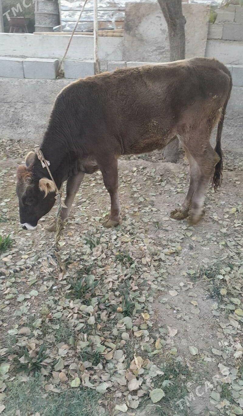 tuwe okuz - Bäherden - img 2