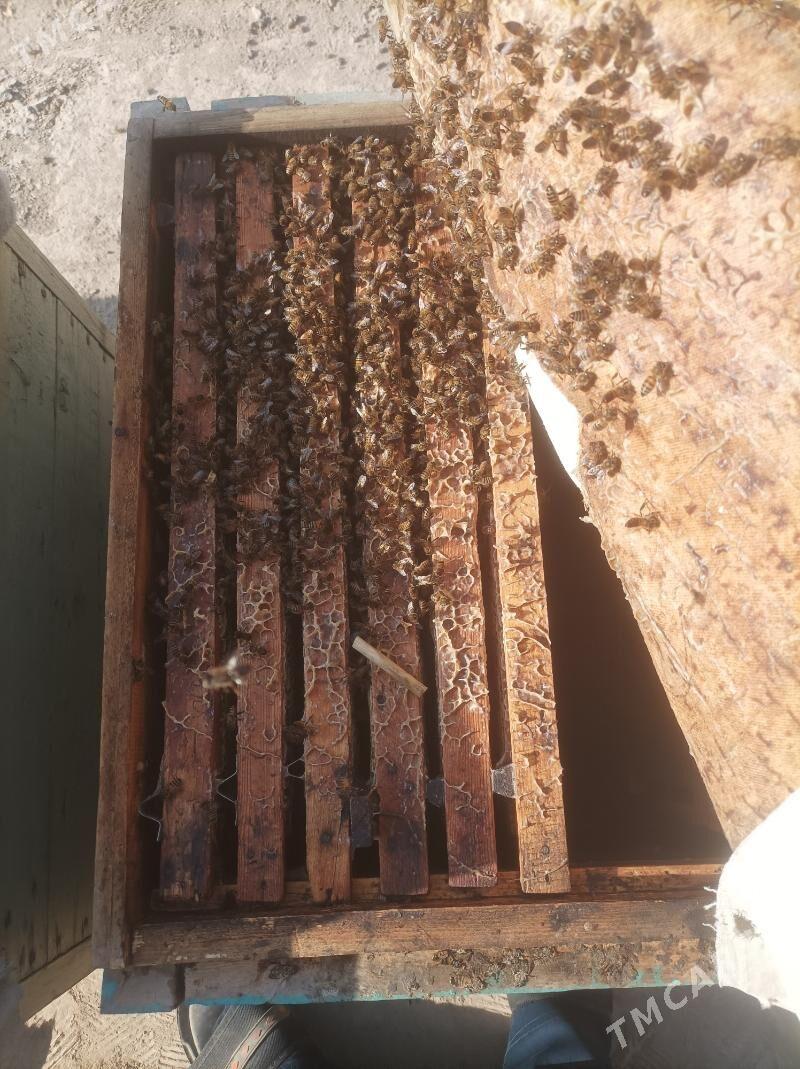 ary - Halaç - img 5