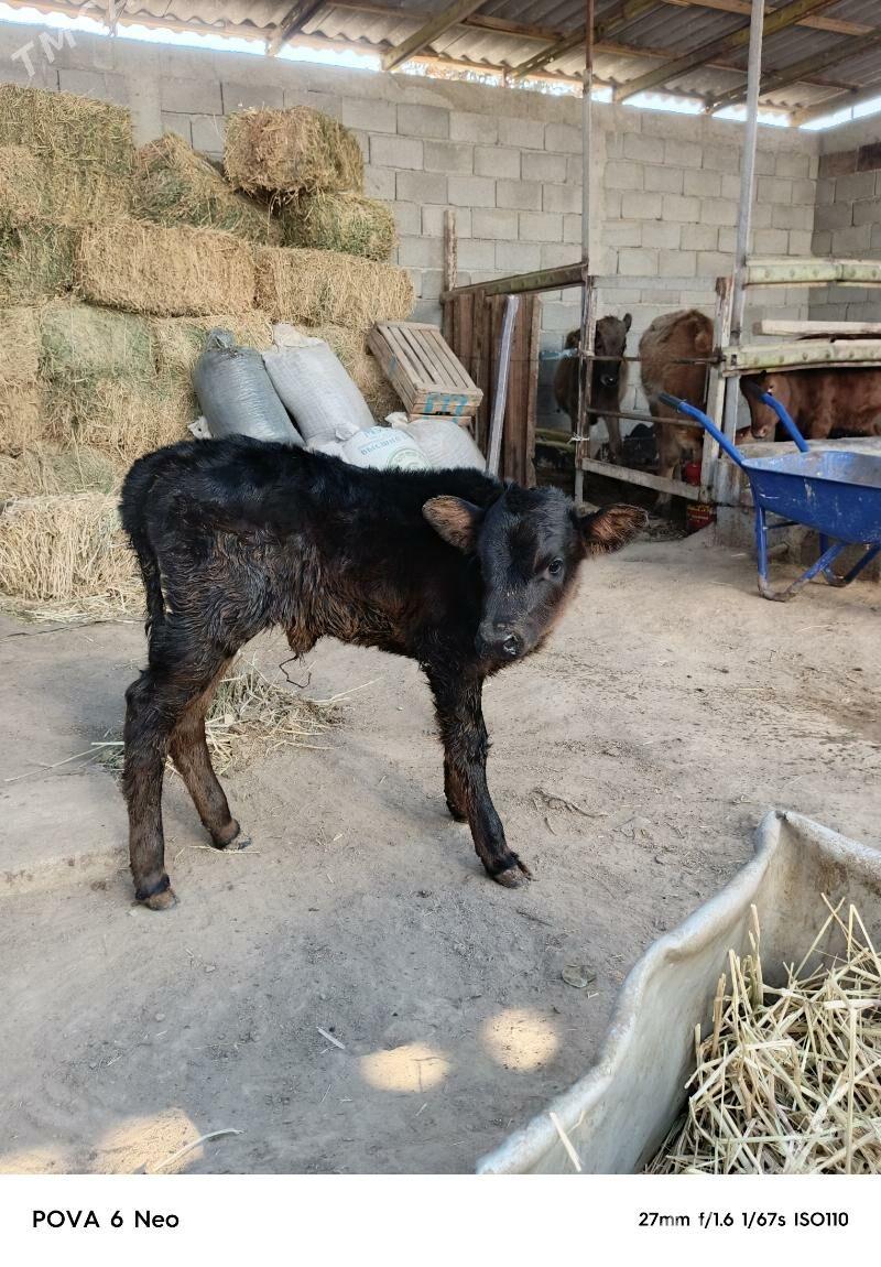 tuwe - Herrikgala - img 2